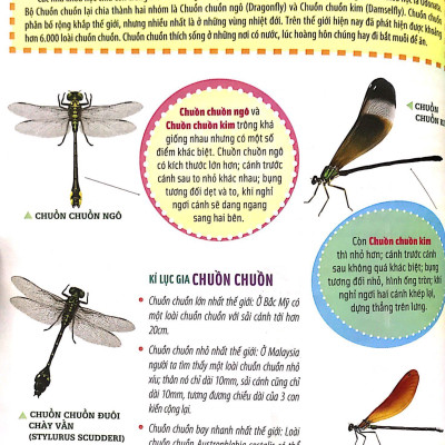 Bách Khoa Động Vật Dành Cho Trẻ Nhỏ - Côn Trùng