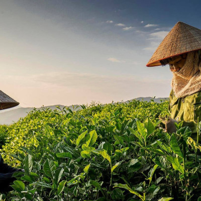 Combo 02 hộp trà tân cương long đình 200 gram