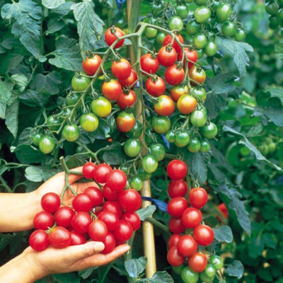 Hạt giống cà chua cherry đỏ trái dạng chùm VTP14