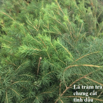 Tinh dầu Tràm Trà 10ml Mộc Mây - tinh dầu nguyên chất 100% từ thiên nhiên - chất lượng và mùi hương vượt trội