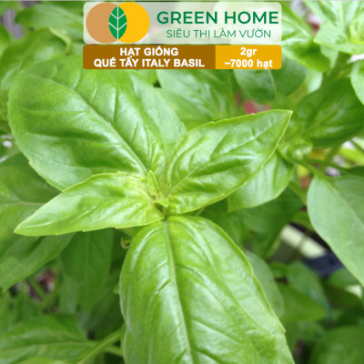 Hạt Giống Quế Tây Italy Basil GreenHome, Gói 2g~7000 hạt, Dễ Trồng Quanh Năm, Tỉ Lệ Nảy Mầm Cao G21