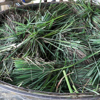 Tinh dầu Sả chanh 100ml Mộc Mây - tinh dầu nguyên chất 100% từ thiên nhiên - chất lượng và mùi hương vượt trội