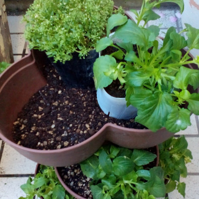 Chậu nhựa trồng cây cảnh 03 khoang Yamada 4L - Nhập khẩu trực tiếp từ Nhật Bản