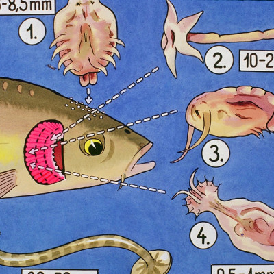 Đèn UV 30W Sterilization King Bóng Kép cao cấp, diệt tảo, diệt khuẩn cho bể cá, hồ cá, hồ thủy sinh siêu sạch ( Trắng) 