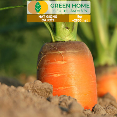 Hạt Giống Cà Rốt GreenHome, Gói 5g~2800 hạt, Dễ Trồng Quanh Năm, Củ To, Dài, Sinh Trưởng Khỏe T40