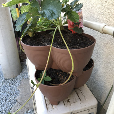 Chậu nhựa trồng cây cảnh 03 khoang Yamada 4L - Nhập khẩu trực tiếp từ Nhật Bản