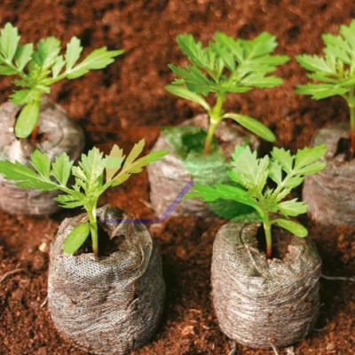 5 Viên Nén Xơ Dừa PMP - Uơm Hạt Giống Trồng Cây